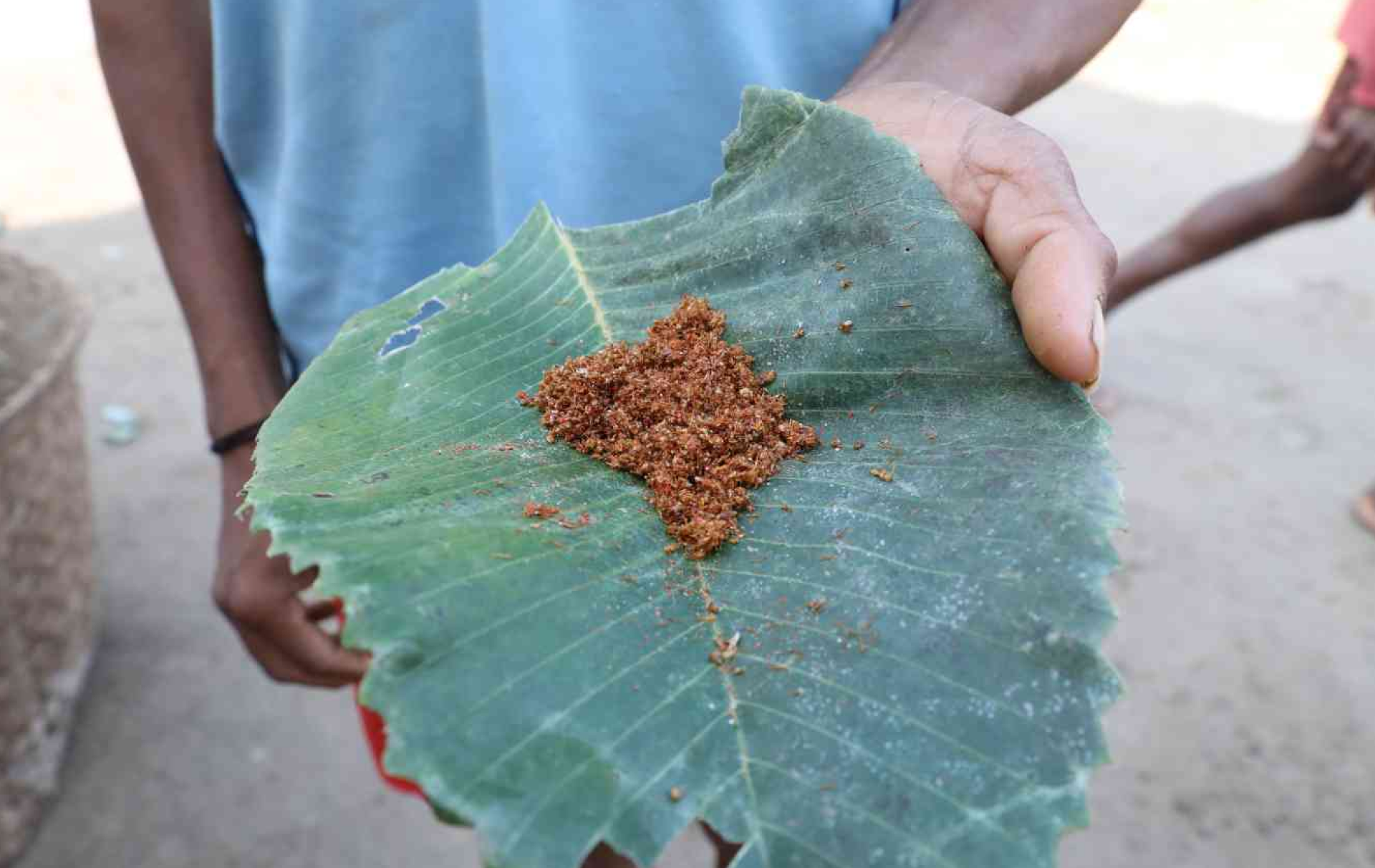 A villager proudly showcasing red ant chutney | Photo by Simit Bhagat