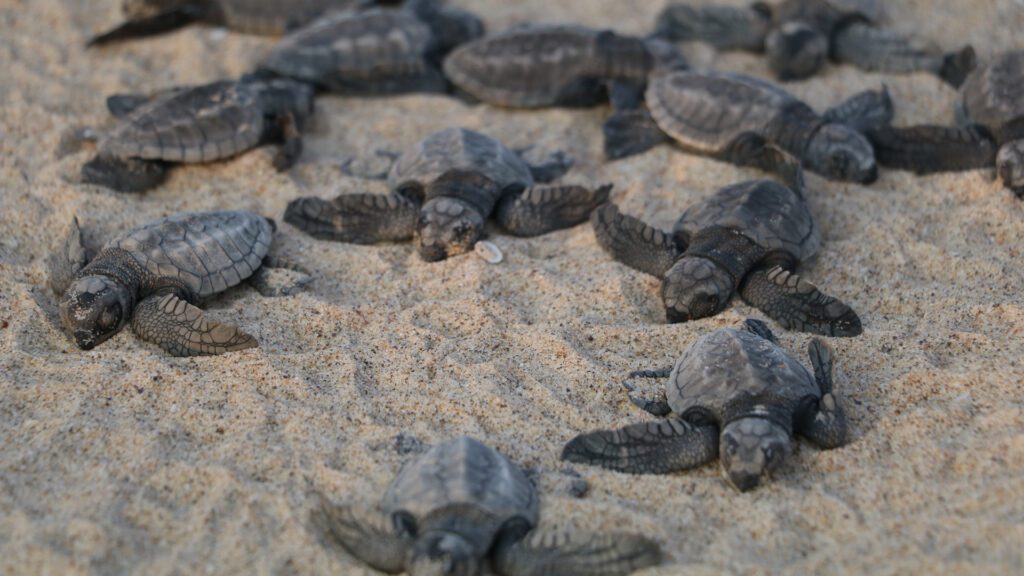 Olive Ridley turtle hatchlings making their way into the ocean in Vengurla, Maharashtra, India.