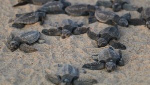 Olive Ridley turtle hatchlings making their way into the ocean in Vengurla, Maharashtra, India.