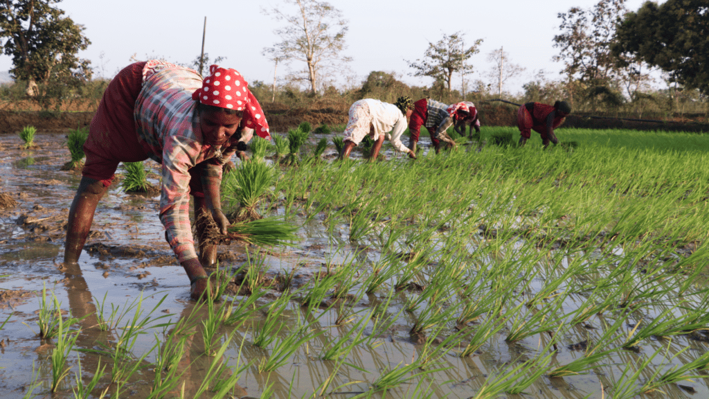 Women from Gadchiroli, Maharashtra sowing rice | Photo by Simit Bhagat