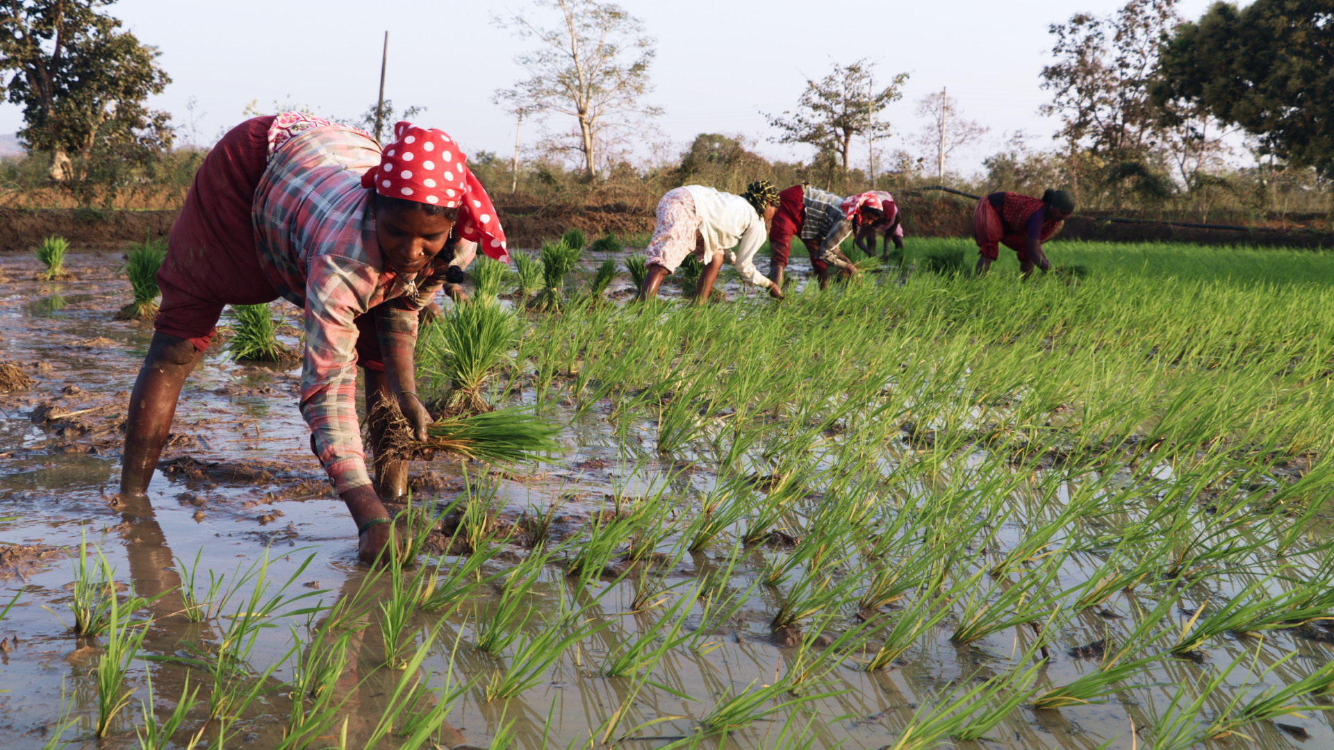 Women from Gadchiroli, Maharashtra sowing rice | Photo by Simit Bhagat