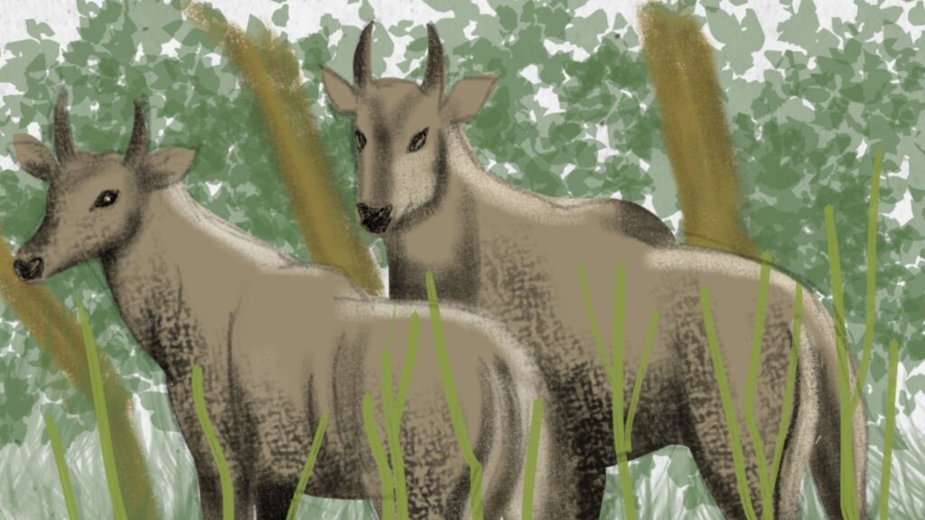 Nilgai Menace